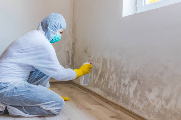 Licensed Black Mold Remediation service in Springfield, TN - 24 Hour Mold Removal