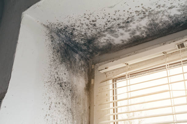 Affordable Black Mold Remediation solutions in Springfield, TN
